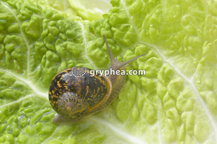 Escargot Petit-gris (Helix aspersa) sur feuille de choux - gryphea.org